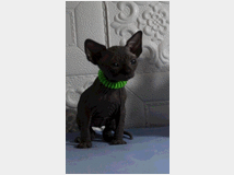 canadian-sphynx-prezzo-eur150000-cuccioli 