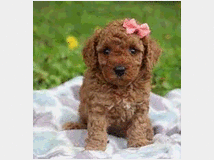 in-regalo-cucciolo-di-barboncino 