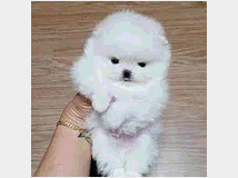 in-regalo-pomerania-bellissima-cucciola 