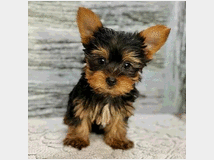 in-regalo-cuccioli-di-yorkshire 