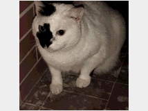 regalo-gatto-prezzo-eur100 