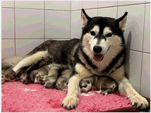 cuccioli-di-siberian-husky-prezzo 