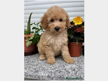 barboncina-toy-albicocca-prezzo-eur115000 