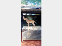 cuccioli-di-segugio-italiano 