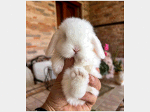 minilop-prezzo-eur20000-disponibili 