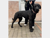 in-regalo-cane-meticcio-carbonella 