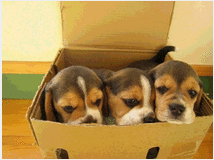 beagle-tricolore-cuccioli-prezzo-eur50000 