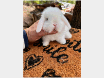 cuccioli-di-minilop-prezzo-eur20000 